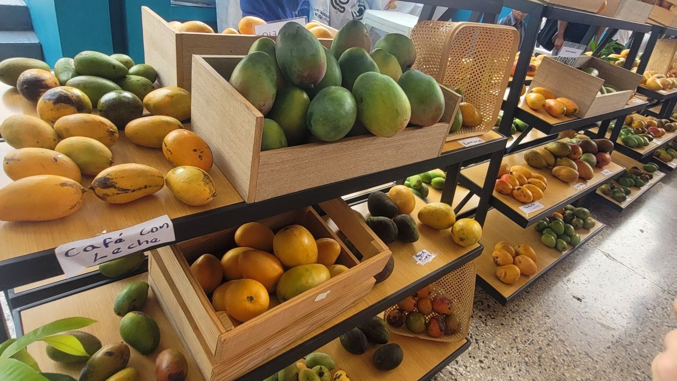 A vibrant display of various mangoes in wooden crates at Bani Mango Festival in the Dominican Republic.