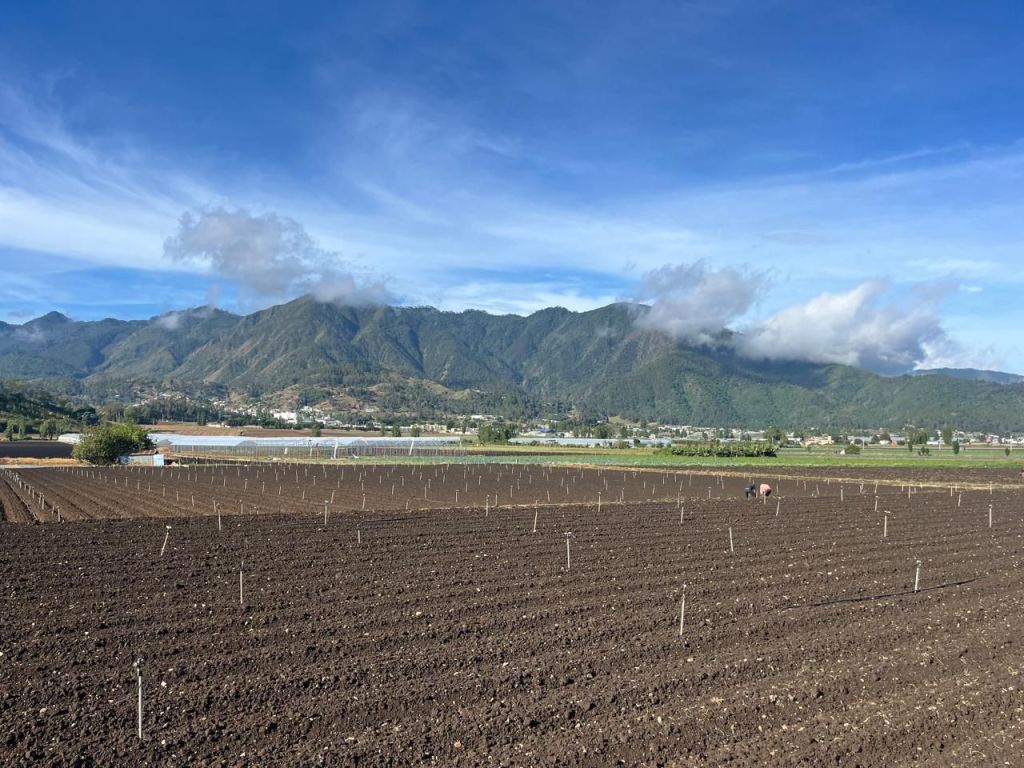 A view of a field with rows of crops and stakes, framed by mountains under a blue sky with scattered clouds in Constanza, Dominican Republic.